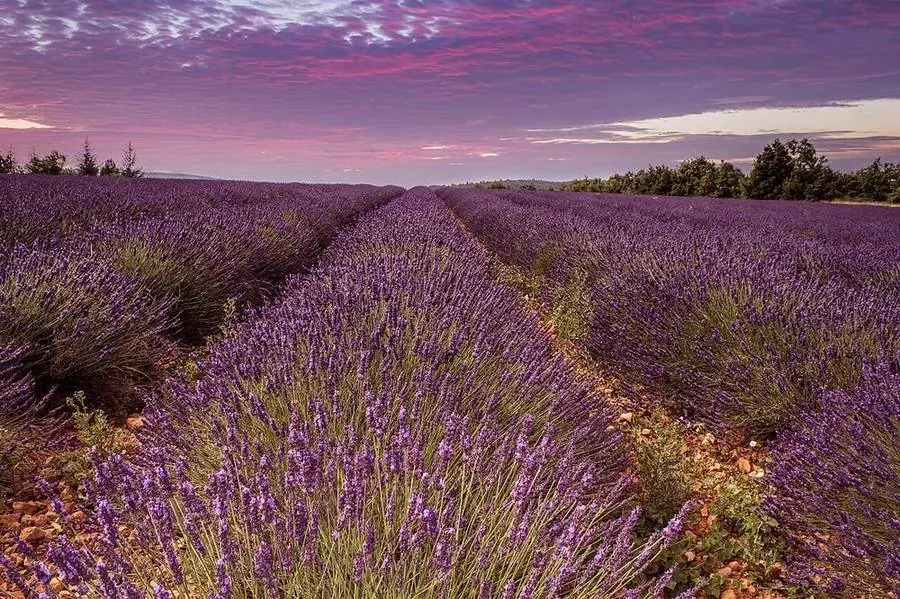 Blühende Lavendelreihen in der Provence bei Sonnenuntergang.