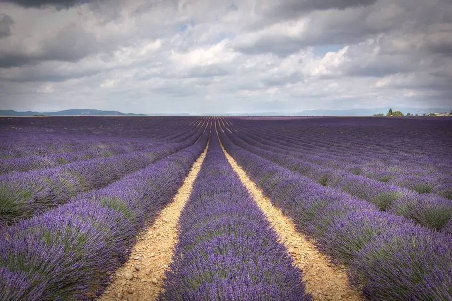 Lavendelreihen auf dem Plateau bei Valensole