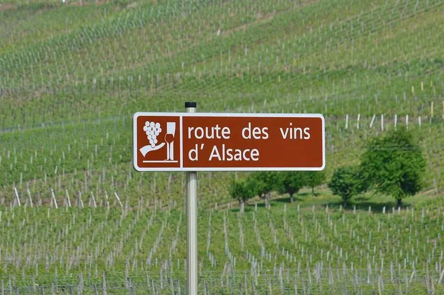 Wegweiser der Elsässer Weinstraße vor einem Weinberg.