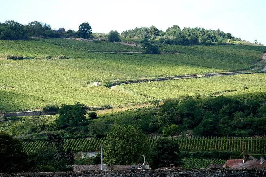 Weinberge an der Côte de Beaune in Burgund